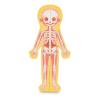 HAPE Human Body Magnetic Puzzle (E1652)