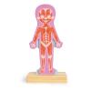 HAPE Human Body Magnetic Puzzle (E1652)