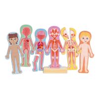 HAPE Human Body Magnetic Puzzle (E1652)