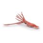 PAPO Marine Life Giant Squid Toy Figure, 3 Years or Above, Multi-colour (56058)