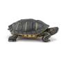 PAPO Wild Animal Kingdom Florida Tortoise Toy Figure (50309)